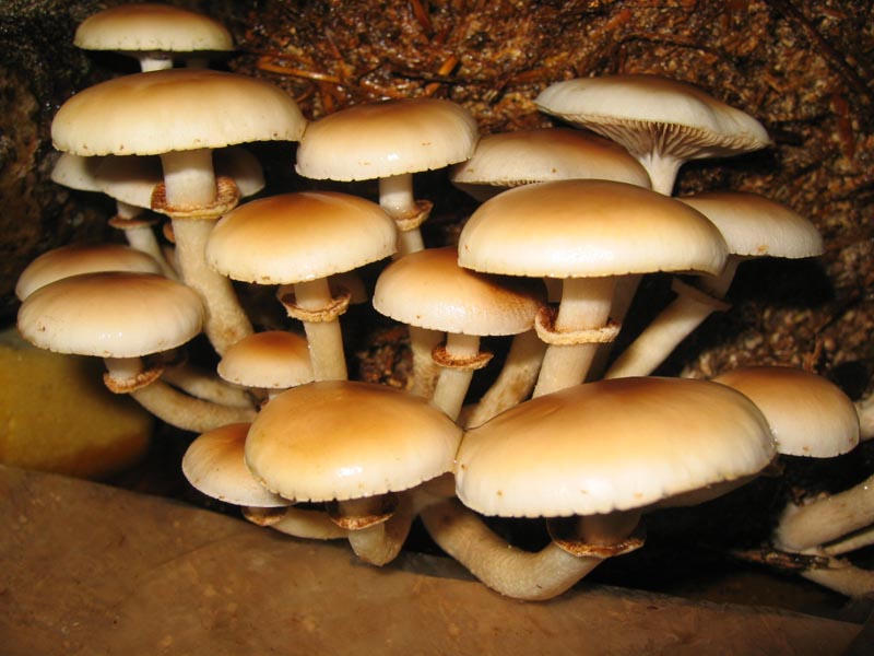 I Funghi primaverili: Agrocybe aegerita
